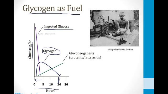 Biochemistry - 2. Metabolism - 4. Glycogen atf