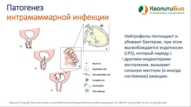 Возбудители мастита КРС: энтеробактерии
