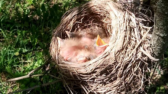 Живые птенчики в гнезде в городе Красногорске
