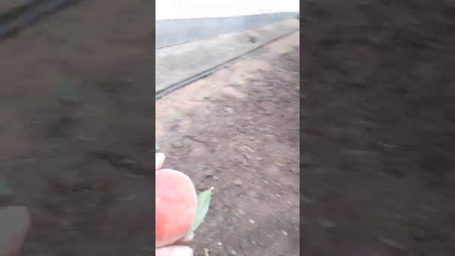 Персик фиделия