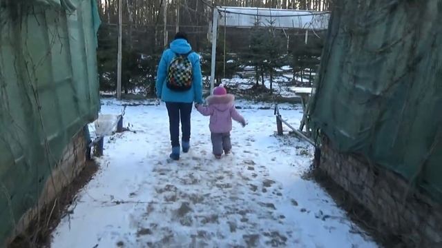 Покупаем ёлочку на Новый год в лесопитомнике. Новогодняя Голубая Ель с корнями