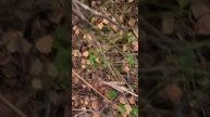 ОХОТА НА РЯБЧИКА. Hunting in Russia #вологодскаяобласть #бороваядичь #мр27 #охота #охотники #лес