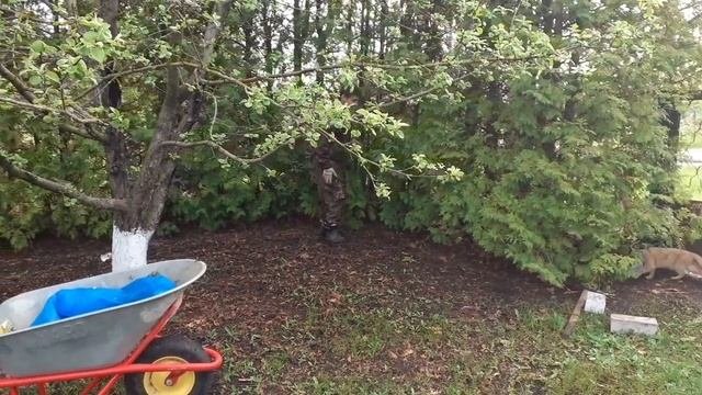 Лиса-воровка задавила кучу кур.
