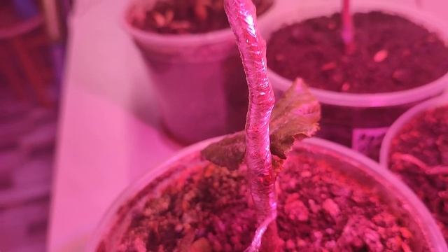 Стеллаж, на котором происходит укоренение окулировок фундука