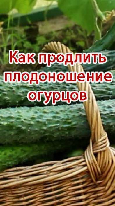 Как продлить плодоношение огурцов