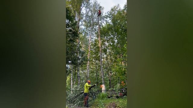 Удаления дарева на Котляковском кладбище