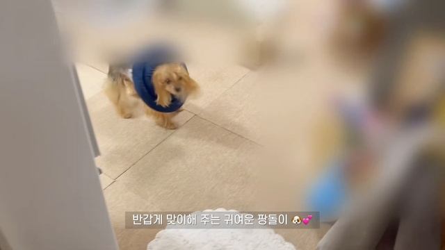 Sub)함박스테이크?뇨끼 만들어 먹는 자취일상 | 족발,감자뇨끼,앵그리너구리,수린한남,패션5,하니원메론,도토리묵무침,열무비빔밥,명랑핫도그