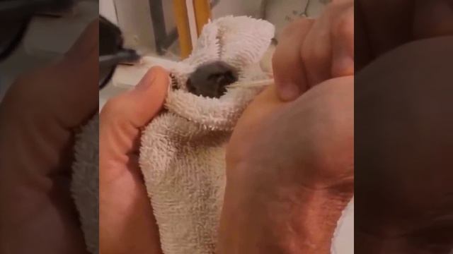 Милые животные / пингвины /черепахи / котейки / собачки
