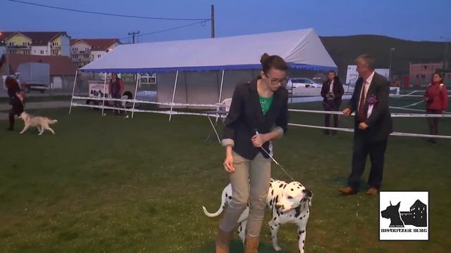 Bistritzer Burg Dog Show 2016