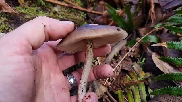 April Mushroom Hunting- Wild Mushrooms Identified!