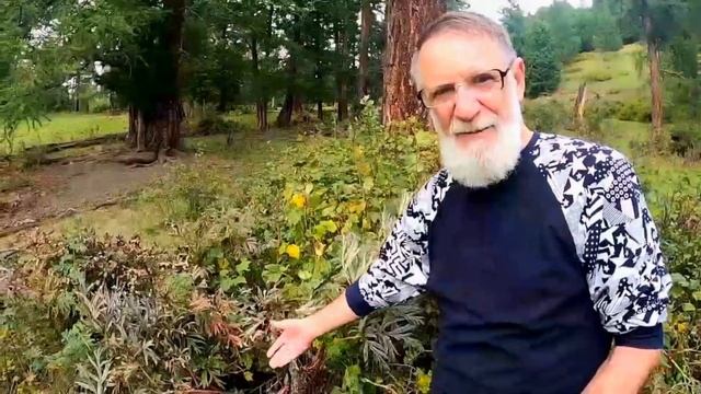 Сборник коротких сюжетов о лекарственных растениях Горного Алтая с рецептами их применения.