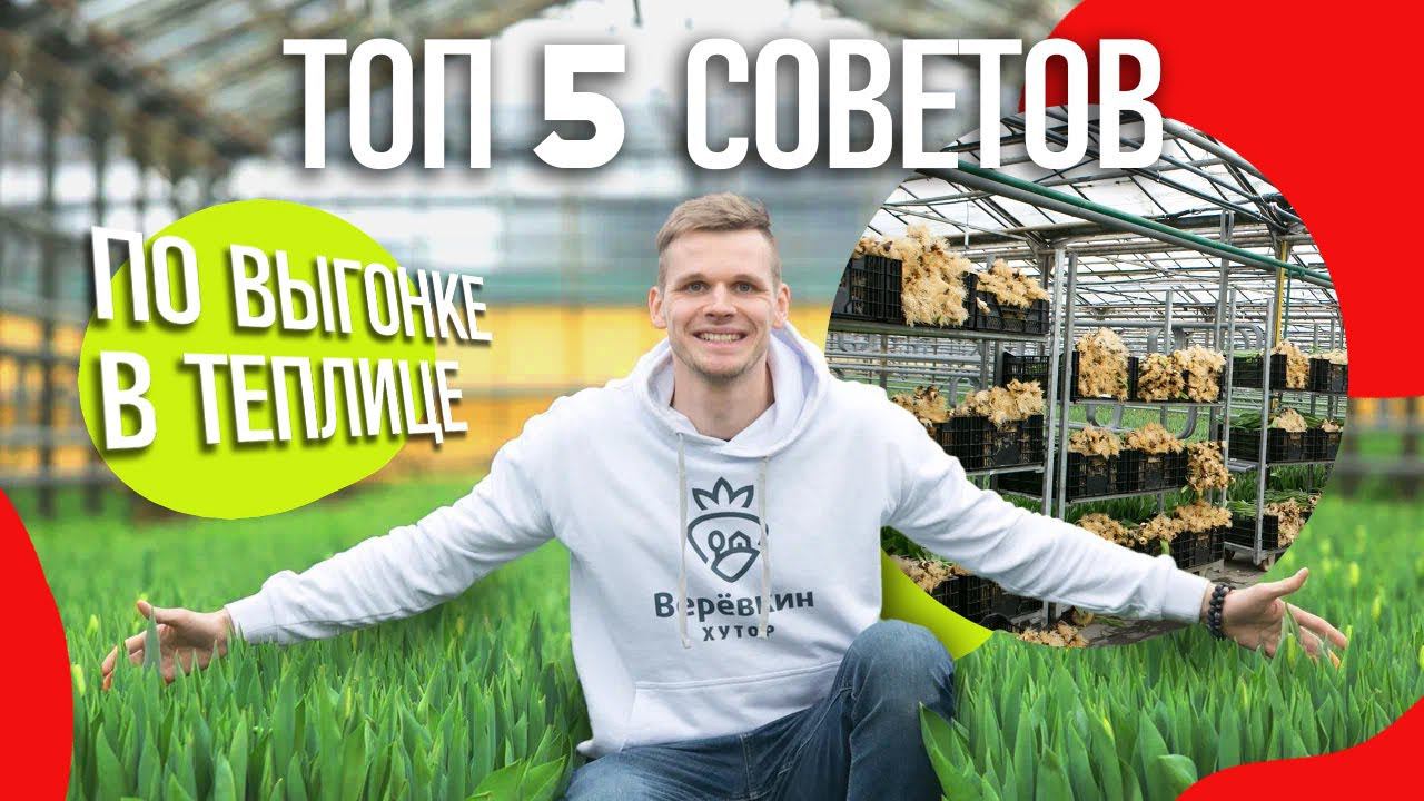 Тюльпаны к 8 марта. ТОП-5 советов по выгонке тюльпана.