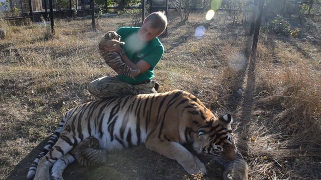 В вольере с тигрицей ! Малыши ОТКРЫЛИ ГЛАЗКИ !In the aviary with a tiger!