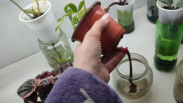 Часть 3 : Полив