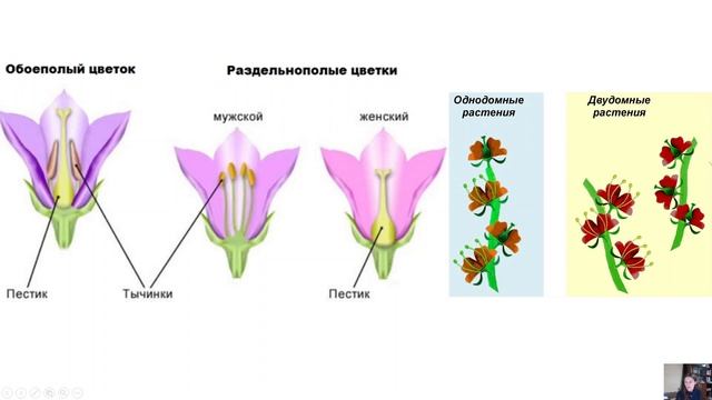 Биология 6 кл Цветок Соцветия