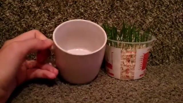 Как проростить овес