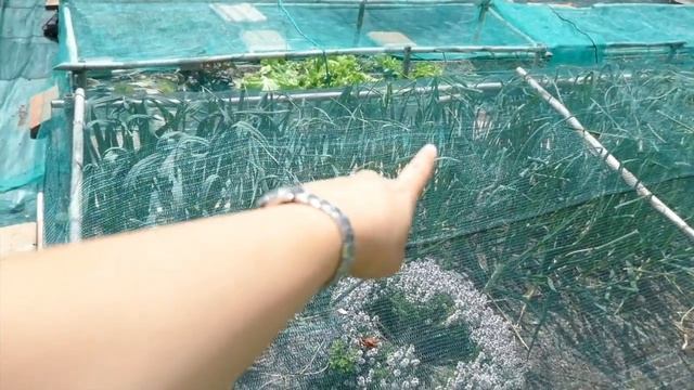 Les Tietes venim de l'Hort.  Volum 1