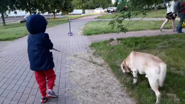 Виктория в 4 года сама гуляет со своим лабрадором.