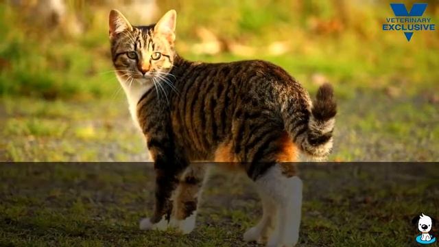 Диета для кошек при лечении и профилактике мочекаменной болезни  Royal Canin Urinary SO Feline