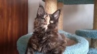 Maine-coon female Kunarmy Kliukva, 4m