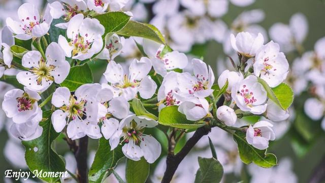 Исцеляющая музыка для сердца и крови?Успокаивающая музыка, которая лечит стресс, останавливает трев