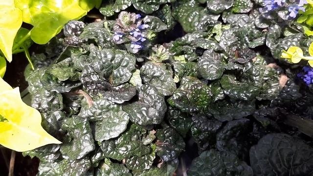 Ajuga reptans - grow  care