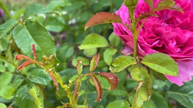 Rose - James L. Austin