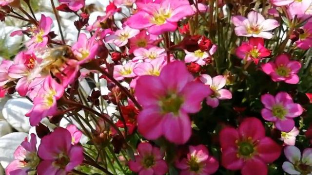 Fiori di Primavera Di Casa Nostra 2020 Italia/Весенние цветы, нашего дома Италия