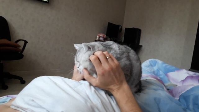  САМАЯ ласковая кошка 