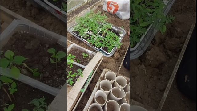 Пора высаживать перцы в теплицу
