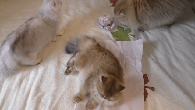 Кошка Туся утащила бумагу под кровать