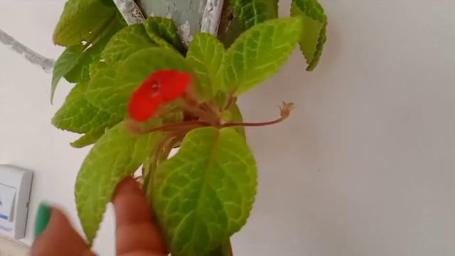 Episcia plant | Flame violet | easy caring malayalam