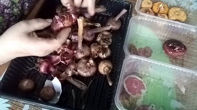 Как правильно подготовить гладиолусы к посадке.