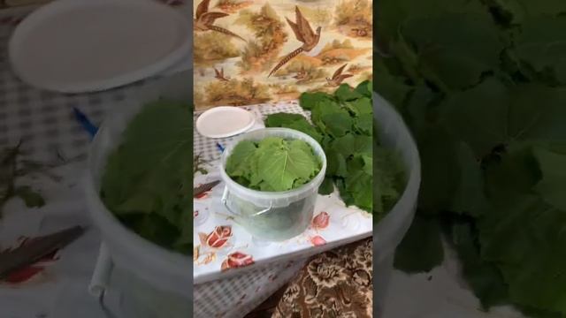Виноградные Листья на Зиму Без консервации
