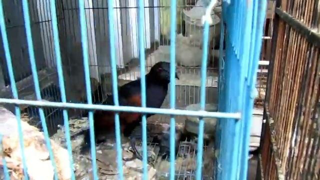Suasana Pasar Hewan di Plered Cirebon