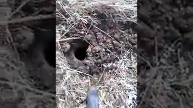 Мотобур