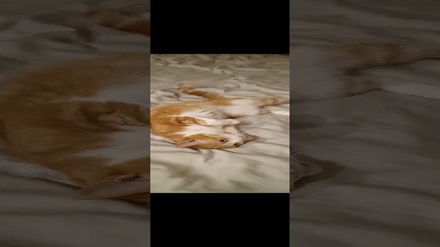 красавица кошка