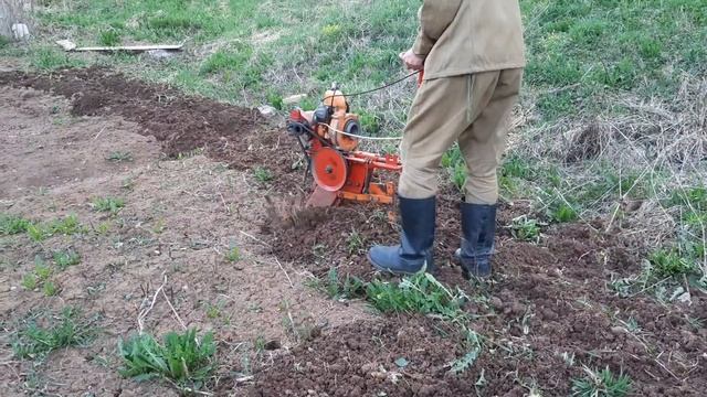 Культиватор КМП-600 "Гном" на базе бензопилы "Дружба". Весенняя вспашка.