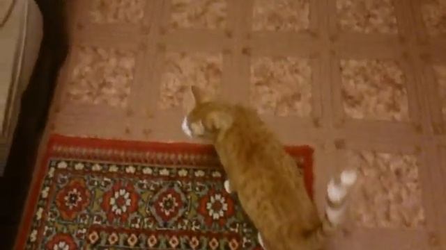 Фося - рыжий кот