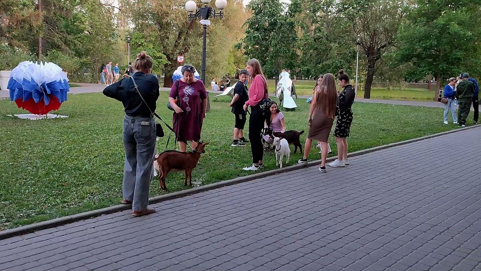 Домашние козы в Парке Победы/