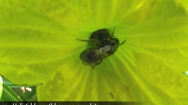 Bee Pollinators of Southwest Virginia Crops (revised 6 June 2010)