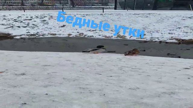 Подумайте как холодно уткам 🥶