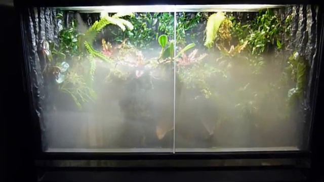 E.N.T VIVARIUM DART FROG