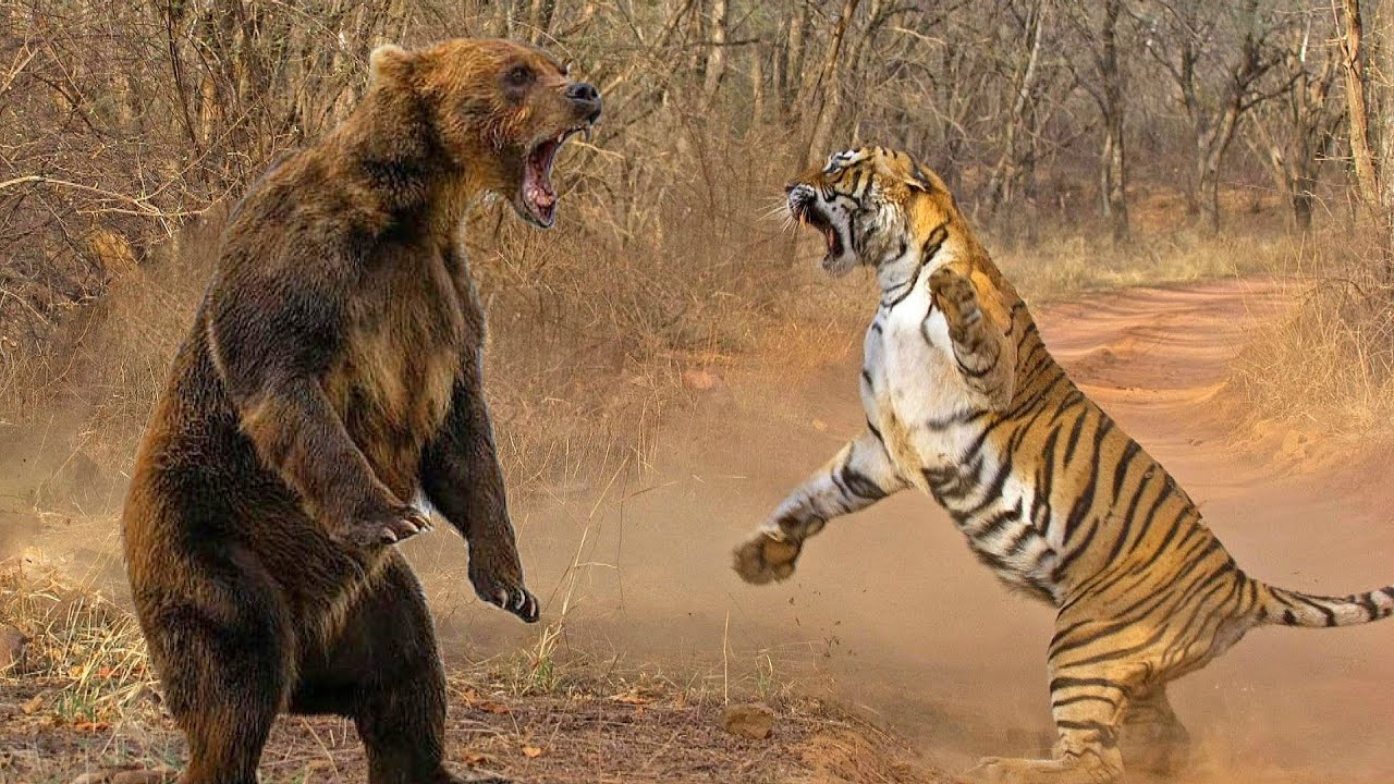 Тигр напал на Медведя  Случаи с животными снятые на камеру