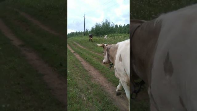 Теленка Мантра гуляет в стаде, 1.08.24