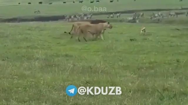 Лев царь зверей ? ошибаетесь !