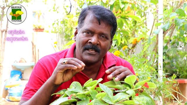 அலங்கார இலைகள் || Epscia cupreata