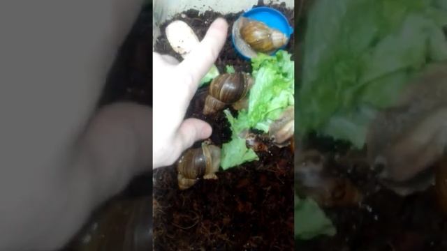 Очередная кладка улиток / что я сделал с яйцами улиток?!?