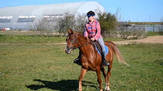 Арабский мерин под седлом. Продан.