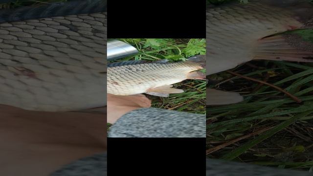 VID_20240810_064806.mp4